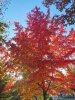 IMG_20201018_172154.jpg